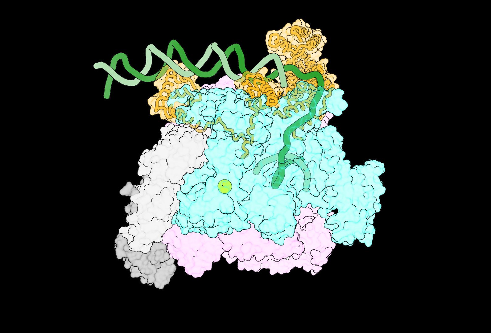 Researchers Seize By no means-Earlier than-Seen View of Gene Transcription